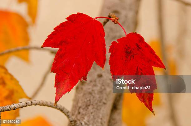 Foto de Vermelho Folhas De Plátano e mais fotos de stock de Dourado - Descrição de Cor - Dourado - Descrição de Cor, Outono, Virar