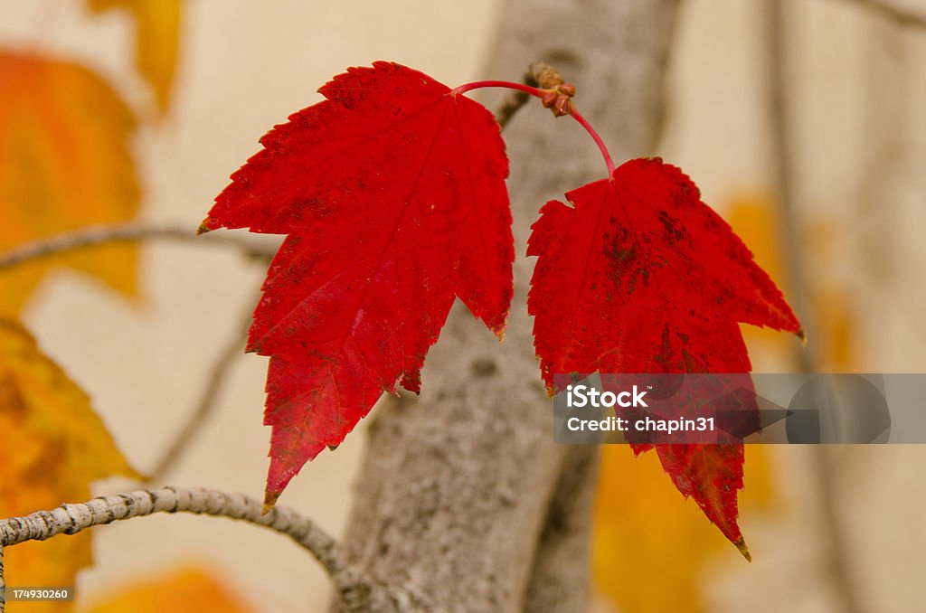 Красный клен листья - Стоковые фото Дерево роялти-фри