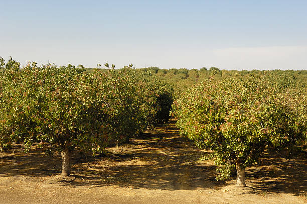 istock Orchard of Pistachio Nut Trees 174930266