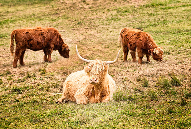 vacuno de pastoreo - cattle cow hill quebec fotografías e imágenes de stock