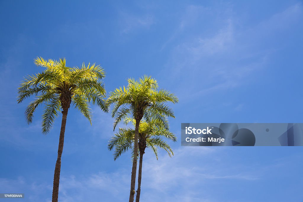 Palmeras - Foto de stock de Clima tropical libre de derechos