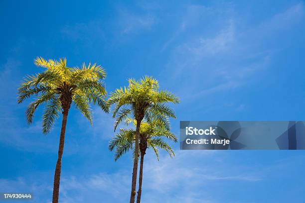 Palmeras Foto de stock y más banco de imágenes de Clima tropical - Clima tropical, Espacio en blanco, Estados de la Costa del Golfo