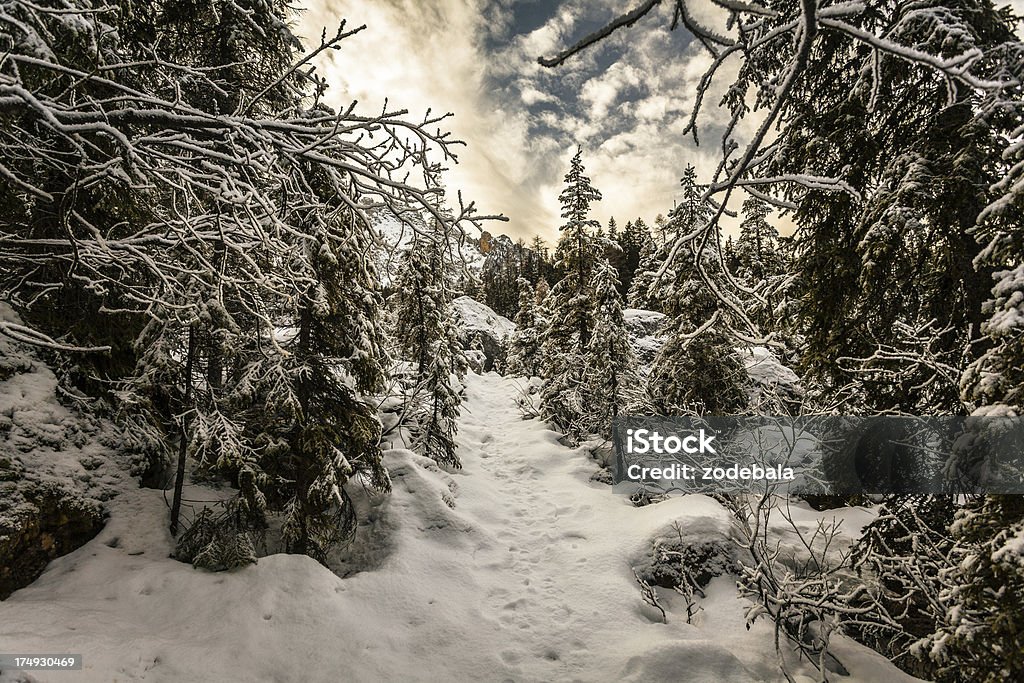 Bosque de pinos y Foothpath en la nieve en invierno paisaje, - Foto de stock de Abeto Picea libre de derechos