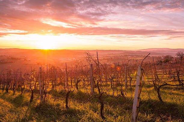 istock Sunrise Tuscany Vineyard 174930492