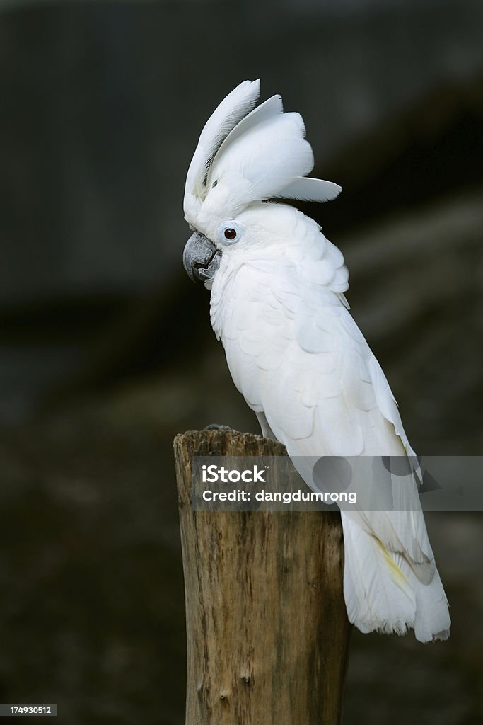 Tranh Bắc Âu chim vẹt trắng AmiA CVM9 - 0916.225.866