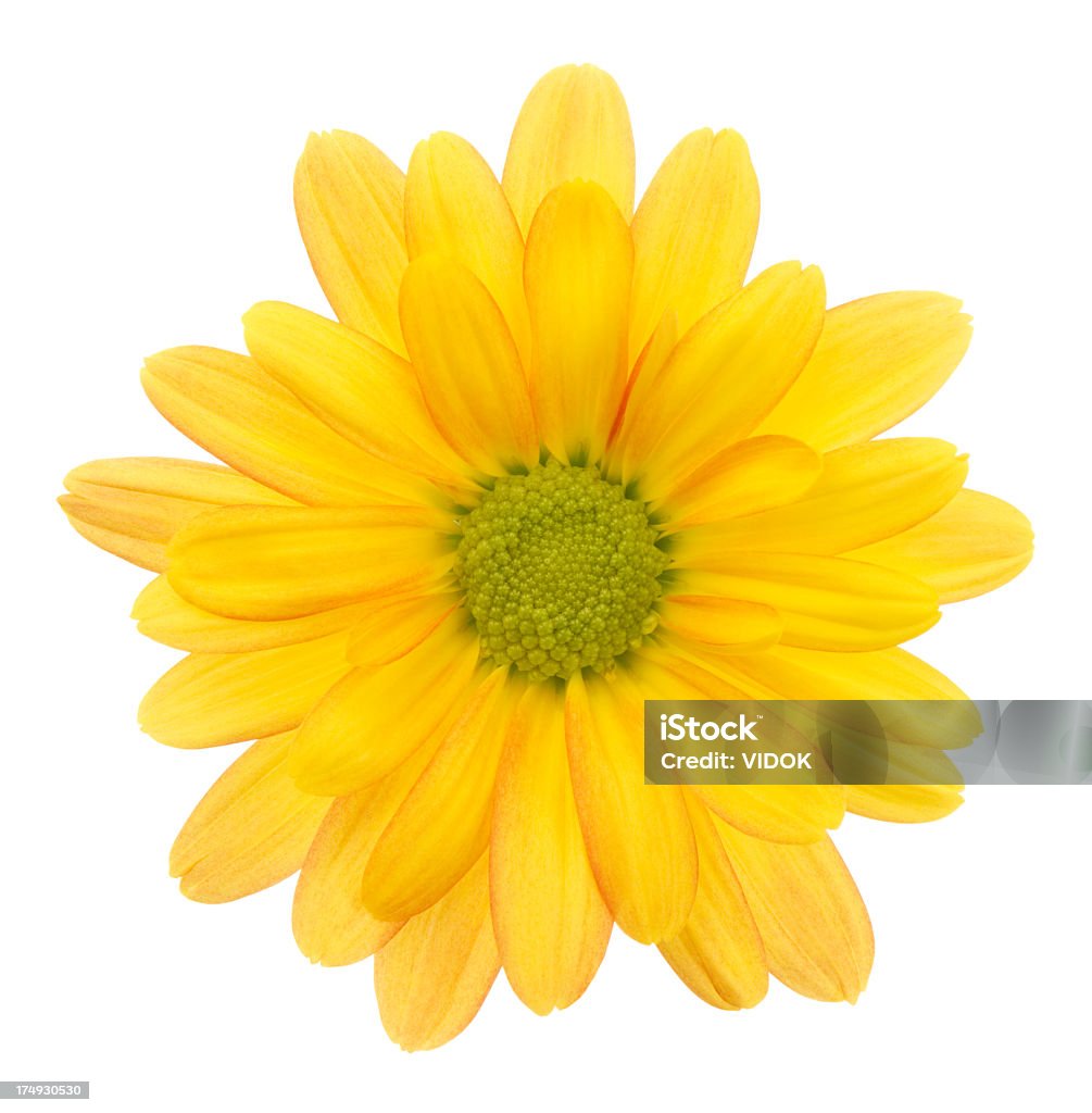 Crisantemo - Foto stock royalty-free di Giallo