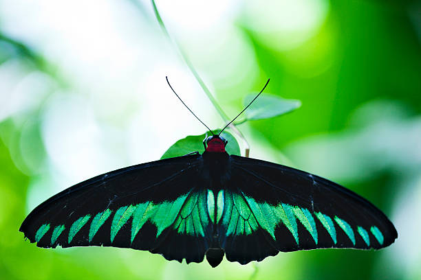 istock Malaysia's national ranforest butterfly with bokeh. 174930878