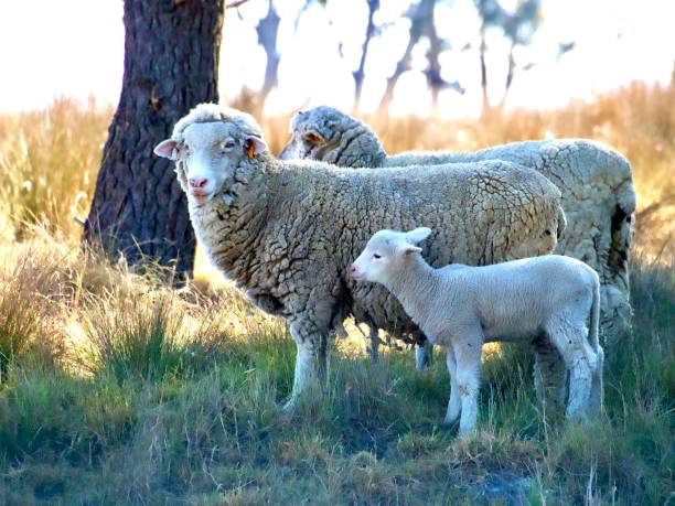 pecora femmina con agnello - lamb merino sheep sheep focus on foreground foto e immagini stock