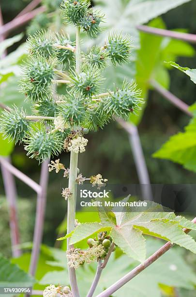 Castor Oil Plant Stock Photo - Download Image Now - Alternative Medicine, Annual - Plant Attribute, Autumn