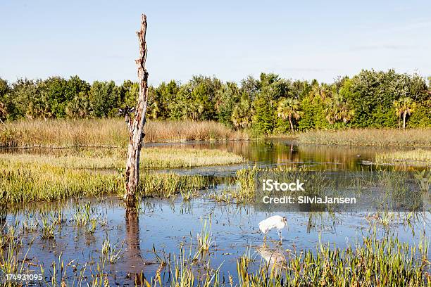 Florida Everglades - zdjęcia stockowe i więcej obrazów Bagno - Bagno, Bez ludzi, Dzikie zwierzęta