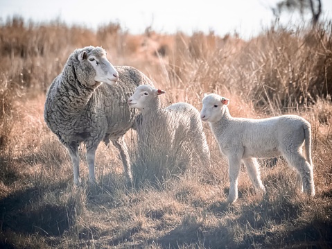 Horizontal closeup photo of a female sheep with two baby lambs standing in a grassy farm paddock on a misty Spring morning in the New England high country near Armidale, NSW.