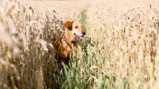golden dog in a field of golden corn