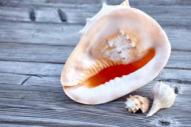 istock Large Pink Conch Shell on Weathered Wood 1749314865