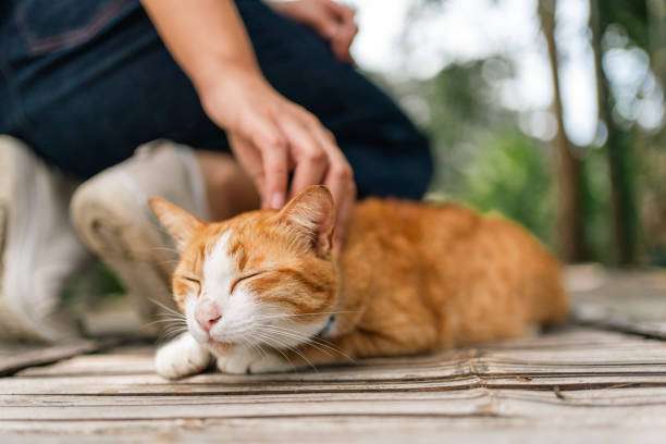 istock An orange cat looks dazed when someone touches it. 1749314886