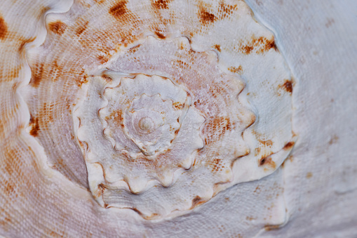 Close up of the pattern at the end of a Large Pink Conch Shell