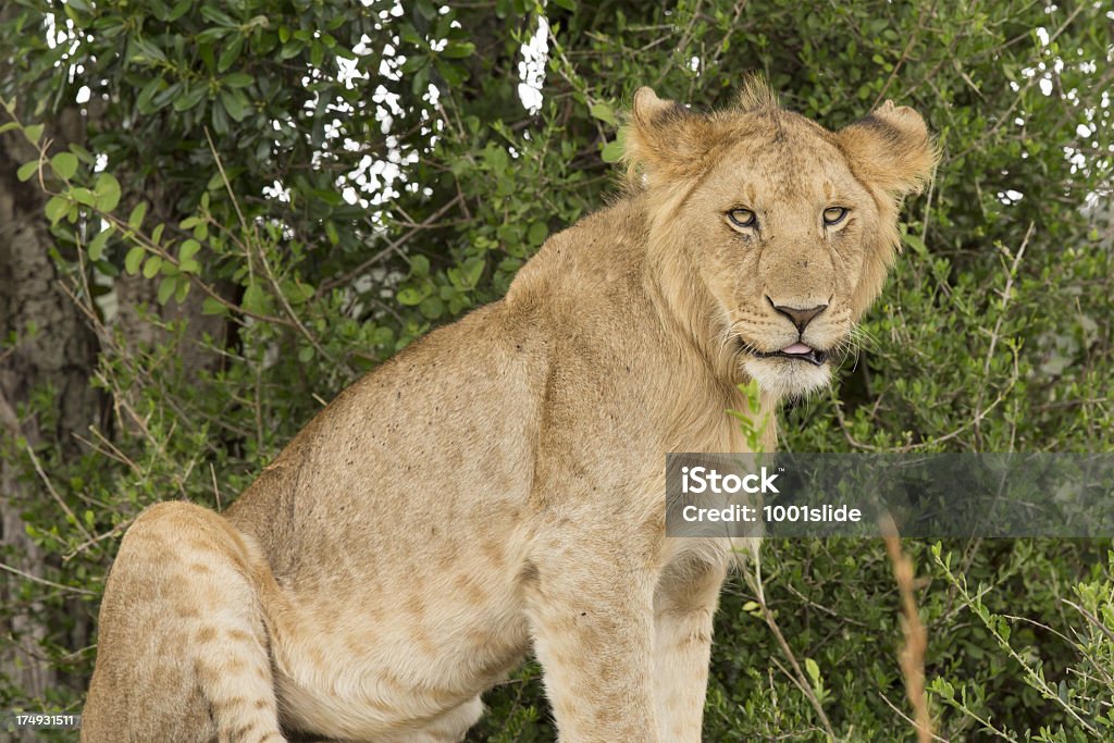 Junger Löwe im wild - Lizenzfrei Blick in die Kamera Stock-Foto