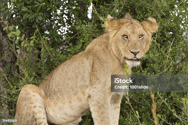 Junger Löwe Im Wild Stockfoto und mehr Bilder von Blick in die Kamera - Blick in die Kamera, Dick, Fels