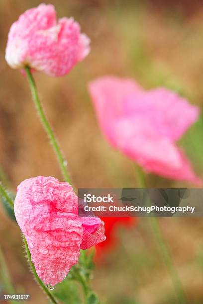 Papaver 가시양귀비 아이리스입니다 꽃송이 0명에 대한 스톡 사진 및 기타 이미지 - 0명, 구근 식물, 근거리 초점