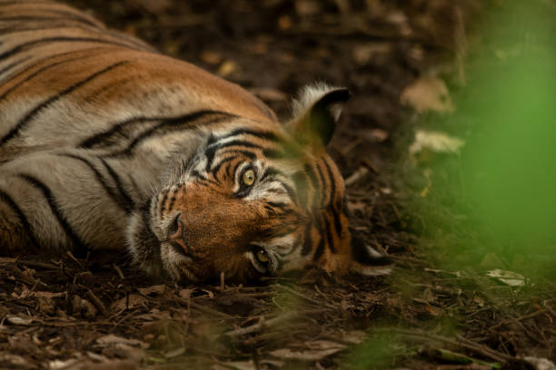 istock tigress lying on the forest floor 1749316449