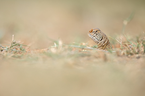 An indian spiny-tailed lizard coming out of its burrow on a sunny afternoon at Thar desert, India