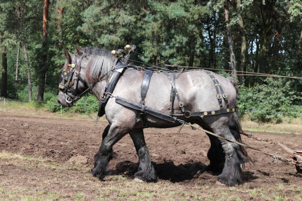 istock a grey workhorse with a harness is pulling a plow in a farmland in summer 1749317055