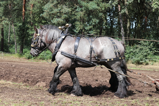 a beautiful draft horse with a harness is pulling a sleigh at a field closeup at a historical farm event in summer