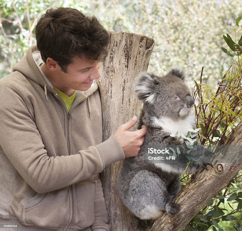 Photo libre de droit de Homme Interactif Koala De La Vie Sauvage banque  d'images et plus d'images libres de droit de Koala - Koala, Hommes,  Touriste - iStock