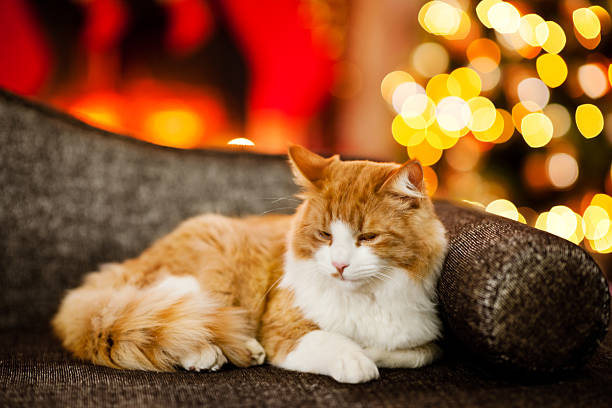 istock Merry Christmas kitty cat 174932350
