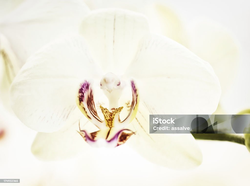 Única flor de Orquídea branca - Royalty-free Amarelo Foto de stock