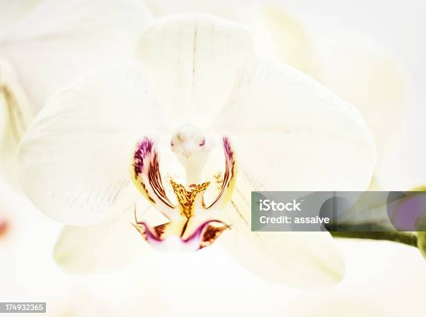 Única Flor De Orquídea Branca - Fotografias de stock e mais imagens de Amarelo - Amarelo, Beleza, Beleza natural