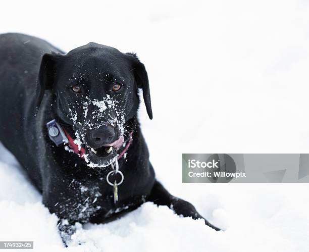 Black Dog Lecken Schnauze Schnee Stockfoto und mehr Bilder von Abwarten - Abwarten, Aktivitäten und Sport, Bewegung