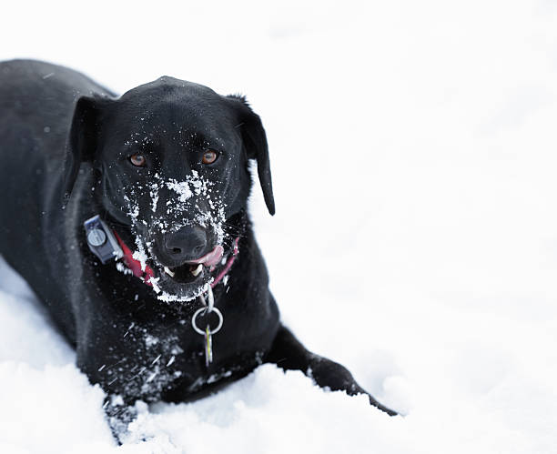 negro perro relamerse el hocico de nieve - isweather2013 fotografías e imágenes de stock