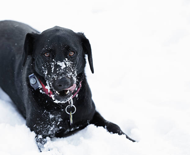 nero cane leccare muso neve - isweather2013 foto e immagini stock