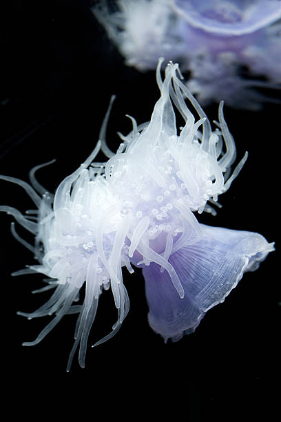 istock Opaque white jelly fish under water 174932756