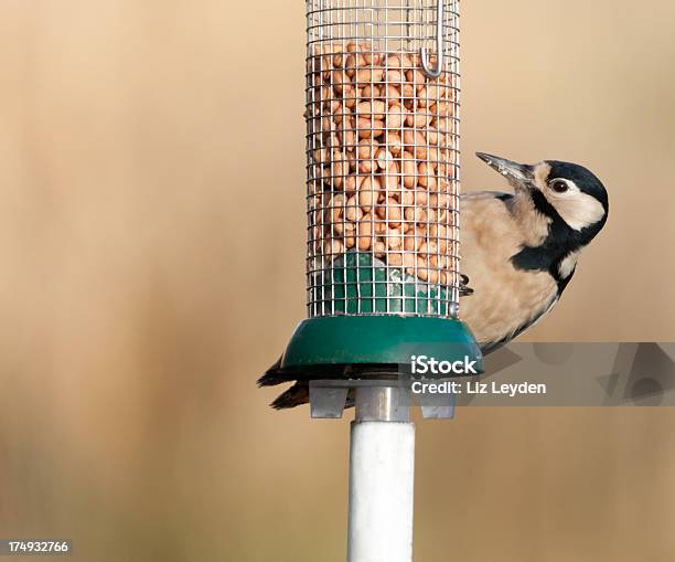 Photo libre de droit de Pic Épeiche Sur Feeder De Cacahuètes banque d'images et plus d'images libres de droit de Agripper