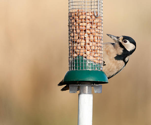 istock Great Spotted Woodpecker (Dendrocopos major) on peanut feeder 174932766