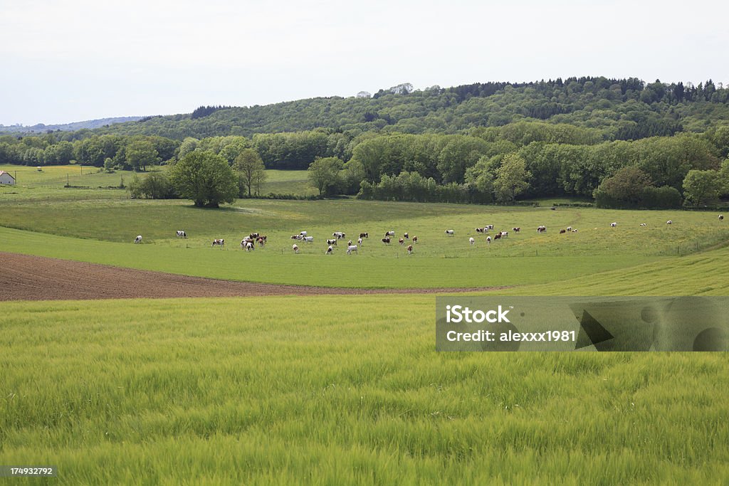 As vacas pastando no pasto verde na Crimeia, Ucrânia - Foto de stock de Agricultura royalty-free