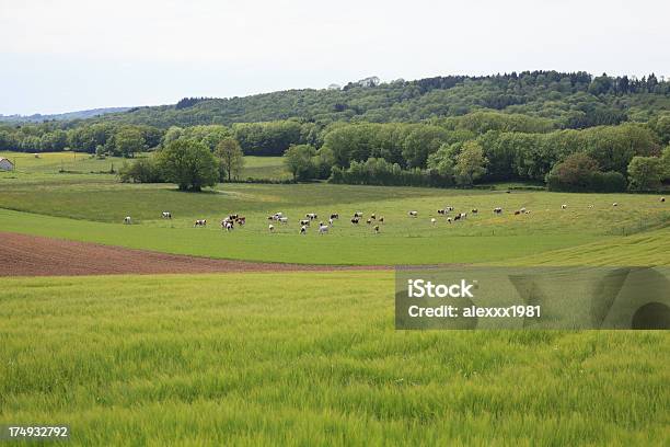 Foto de As Vacas Pastando No Pasto Verde Na Crimeia Ucrânia e mais fotos de stock de Agricultura