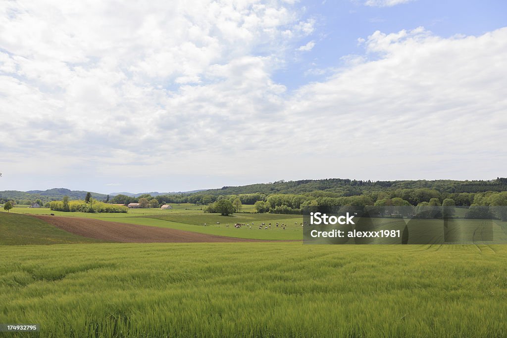 Vaca na grama campo na Crimeia, Ucrânia. - Foto de stock de Agricultura royalty-free