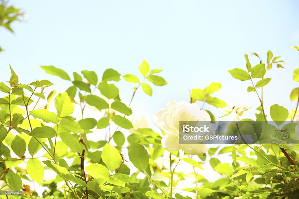 White rose bush - Foto de stock de Rosa iceberg libre de derechos