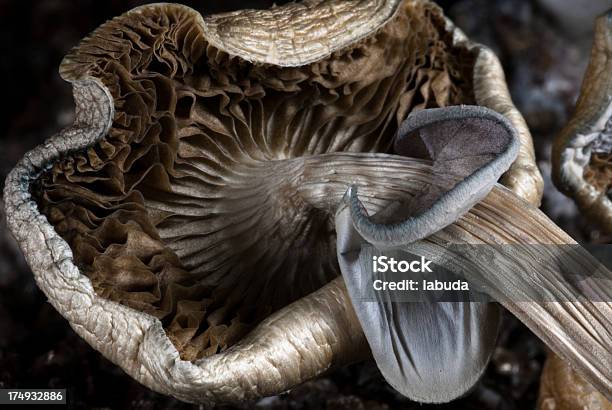 Esigenza Di Mediazione - Fotografie stock e altre immagini di Psilocybe - Psilocybe, Allucinogeno, Assuefazione