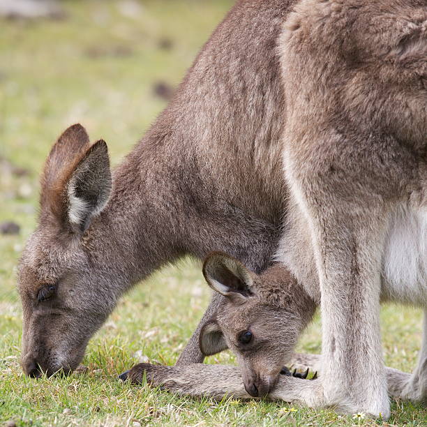 joey в косметичка - kangaroo joey marsupial mammal стоковые фото и изображения