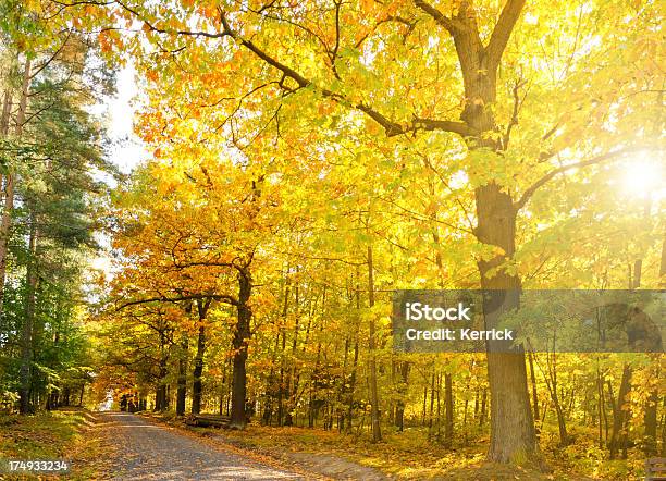 Laubwaldes Im Herbst Stockfoto und mehr Bilder von Ast - Pflanzenbestandteil - Ast - Pflanzenbestandteil, Baum, Blatt - Pflanzenbestandteile