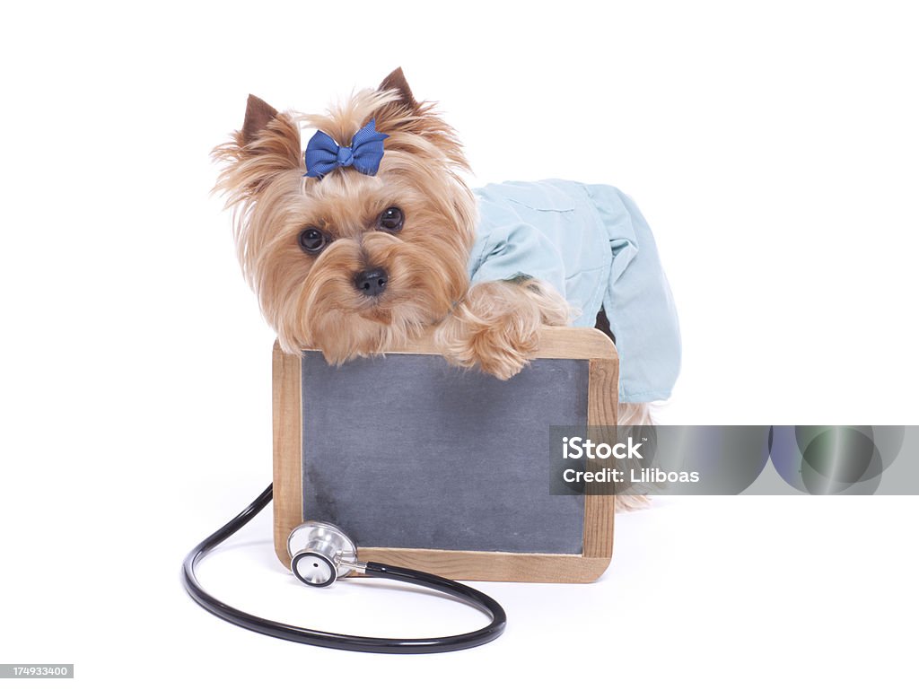 Yorkshire Terrier lekarz weterynarii trzyma Kreda zarządu - Zbiór zdjęć royalty-free (Badanie lekarskie)