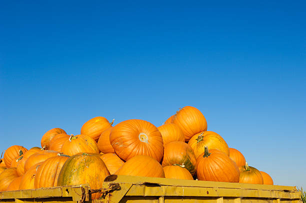 istock Harvested Pumpkins Piled in Trailer 174933409
