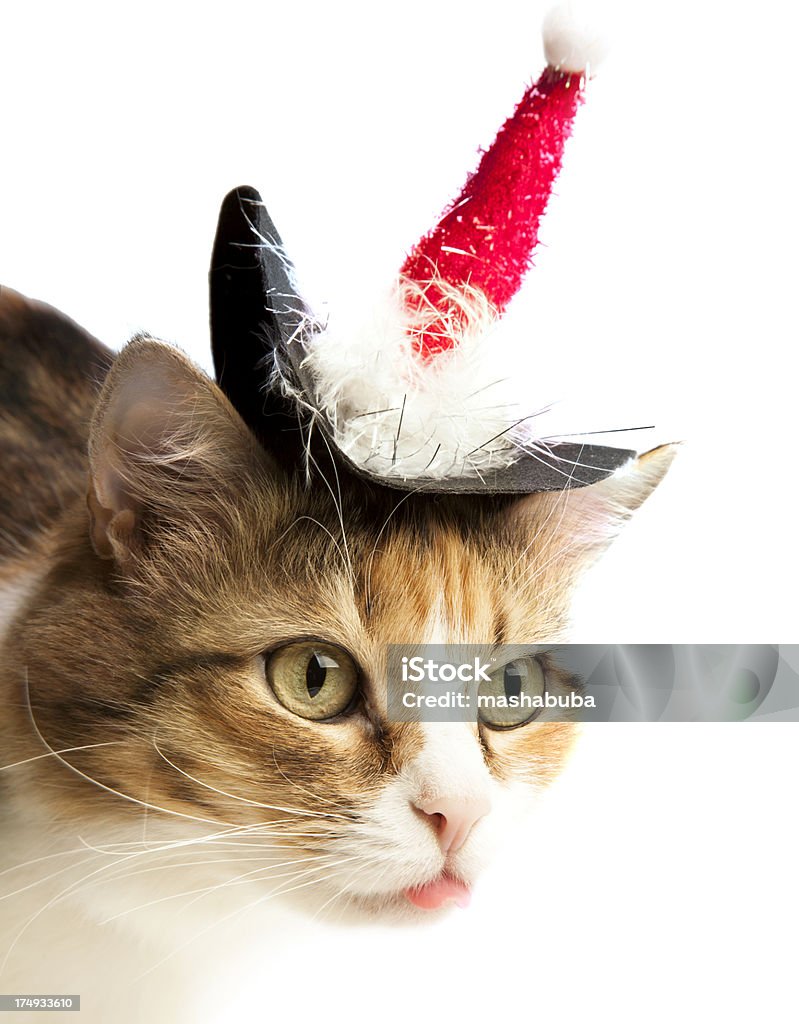 Navidad cat. - Foto de stock de Animal libre de derechos