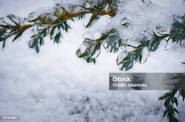 Photo libre de droit de Juniper Succursale Recouverte De Glace Gouttelettes Deau Sur Les Aiguilles banque d'images et plus d'images libres de droit de Aiguille - Partie d'une plante