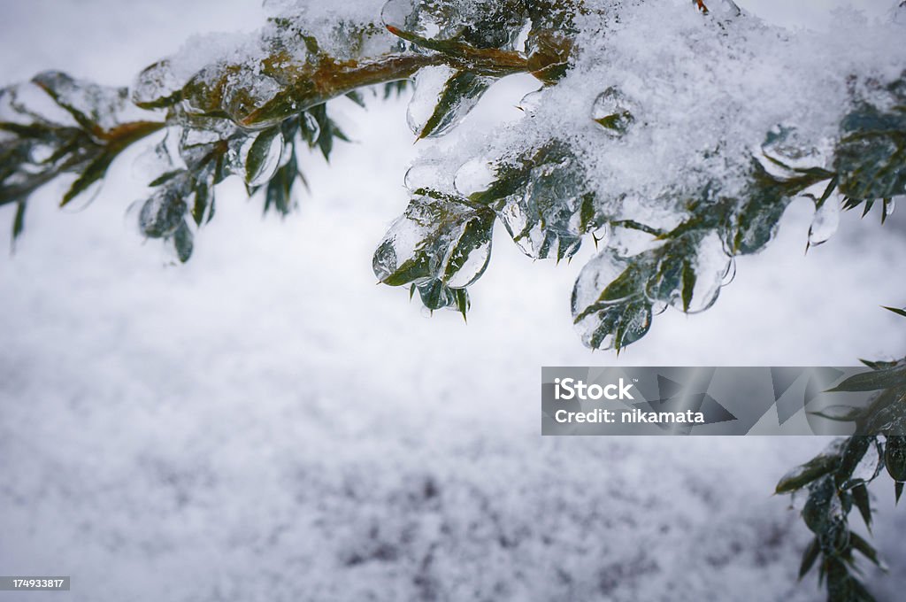 Juniper branch covered with ice. Water droplets on the needles. Juniper branch covered with ice. Many ice droplets on the needles. Beauty In Nature Stock Photo