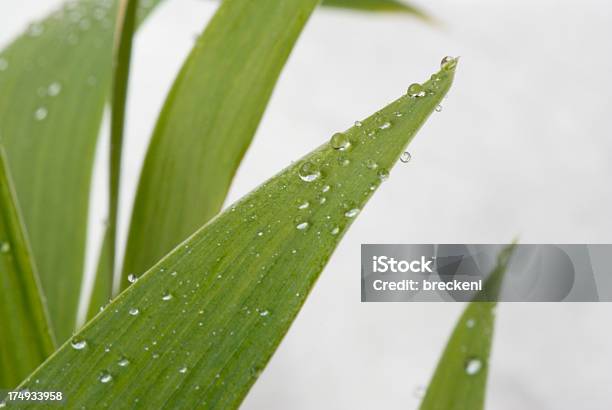 Photo libre de droit de Gouttes Deau Sur Le Bout De La Feuille banque d'images et plus d'images libres de droit de Blanc - Blanc, Couleur verte, Eau