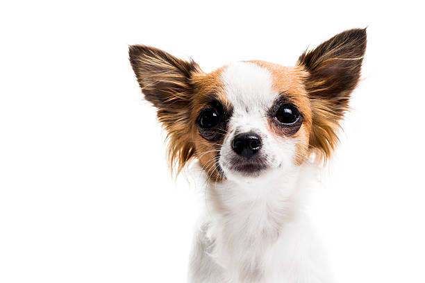 istock Cute Chihuahua on white 174934032